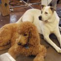 How Dogs Can Benefit From Daycare
