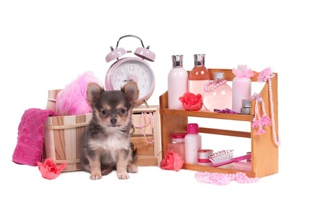 The Importance Of Grooming Your Puppy Young The Importance Of Grooming Your Puppy Young
