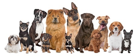 Types Of Breeds That Need Grooming The Most Types Of Breeds That Need Grooming The Most