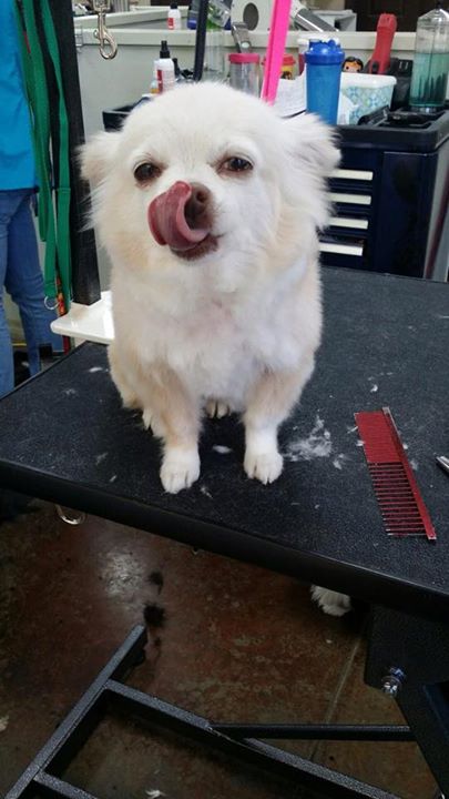 How To Know When Its Time For Dog Grooming How To Know When It's Time For Dog Grooming