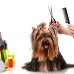 The Importance Of Professional Dog Grooming Before A Dog Show