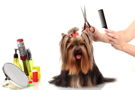 The Importance Of Professional Dog Grooming Before A Dog Show