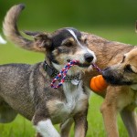 Why Playdates With Your Dog Are Important