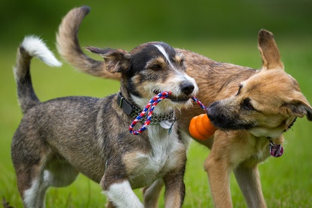 Why Playdates With Your Dog Are Important Why Playdates With Your Dog Are Important