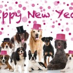 2016 New Year’s Resolutions For You And Your Pet