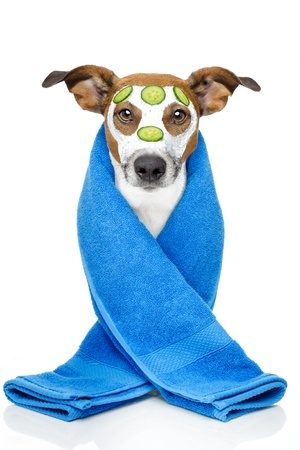 Keep Your Four-Legged Friends Skin From Getting Dry