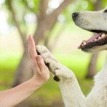 Keep Your Dog’s Paws Safe