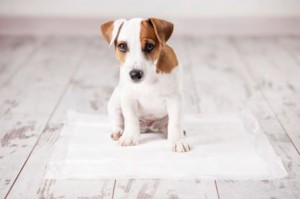 Grooming a Puppy 