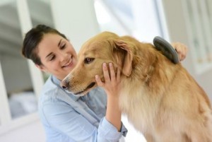 Dog Grooming Tips