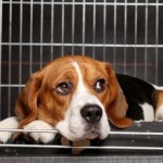 Puppy sitting in crate