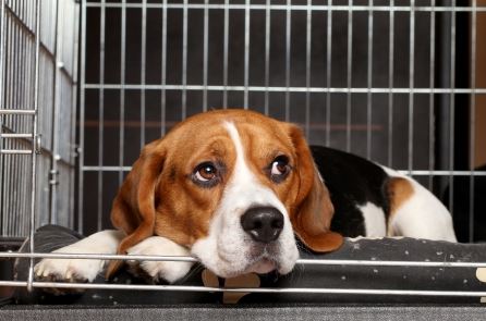 Puppy sitting in crate