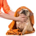 more than just a spa day for your dog at D'Tails Grooming.