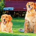 A Group of Golden Retrievers May Extend the Life of Your Dog