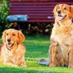 Golden Retrievers shedding