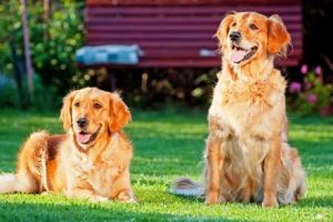 Golden Retrievers 