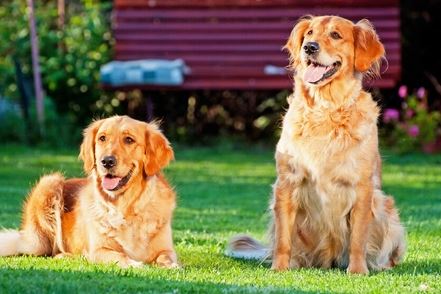 Golden Retrievers shedding