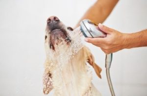 Bathing Your Dog 