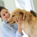 Here’s Why You Should Take Your Dog to a Professional Groomer