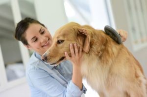 Dog Groomer 