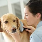 Brushing Dog's Coat