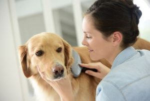 Brushing Dog's Coat