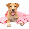 The Health Advantages Enjoyed By a Well-Groomed Dog