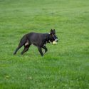 Why Playtime is Vital for Dogs