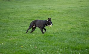 Playtime for Dogs