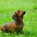 Do Short Haired Dogs Need Grooming?