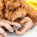 Here’s How You Can Prepare a Nervous Dog for the Groomer