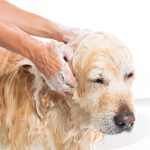 Dog Grooming Mistakes