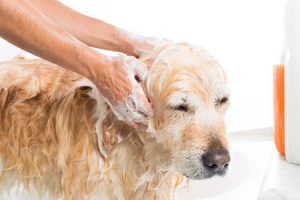 Dog Grooming Mistakes