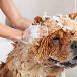 Bathing Your Dog