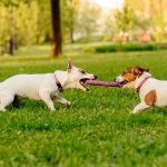 The Psychology of Dogs Playing With Other Dogs