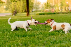 The Psychology of Dogs Playing With Other Dogs