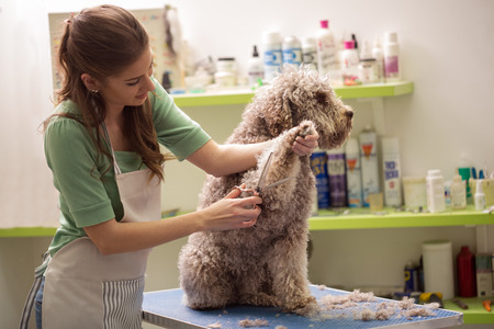 How Groomers Are Able to Keep Dogs Still - D'Tails Grooming