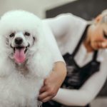 Grooming a Poodle