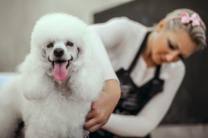 Grooming a Poodle 