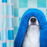 Dog in a bath towel in the bathtub