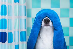 Dog in a bath towel in the bathtub