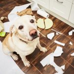 Dog makes mess in kitchen