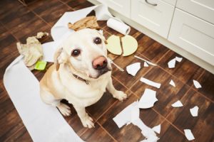 Dog makes mess in kitchen