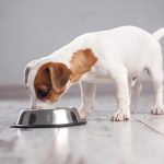 Puppy eating from bowl