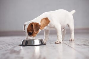Puppy eating from bowl