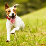 happy dog running and playing