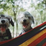 two dogs playing on hammock