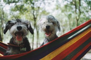 two dogs playing on hammock