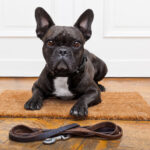 French Bulldog sitting near front door