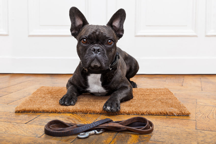 French Bulldog sitting near front door