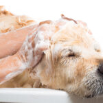 dog Grooming tips for the winter